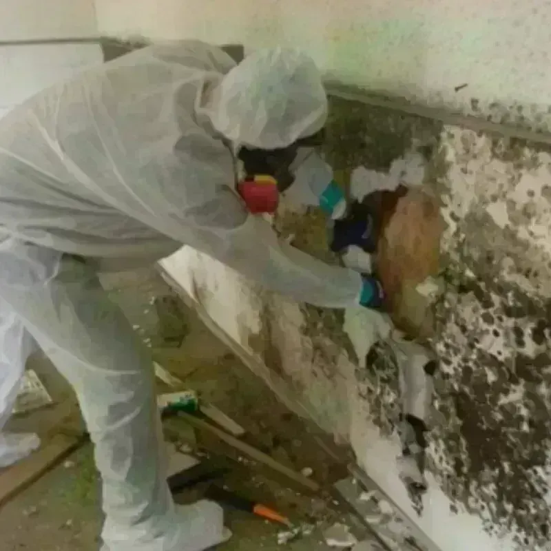 Mold Remediation and Removal in Brazoria County, TX